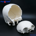 PNT-0158 adult skull model,22 parts high quality